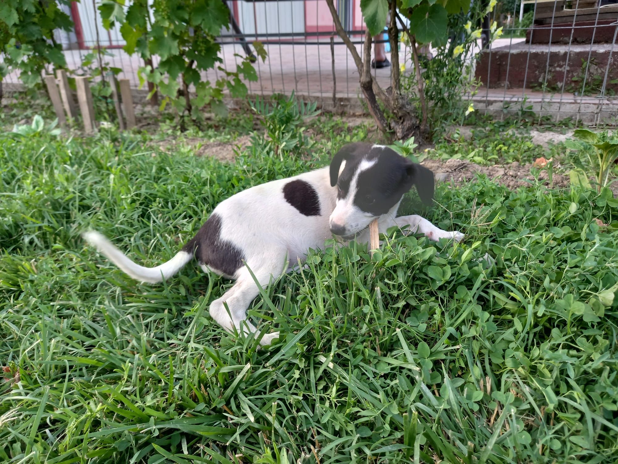 Ofer spre adopție !!!