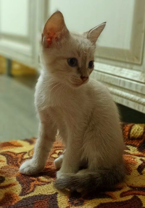 Продам сиамских котят