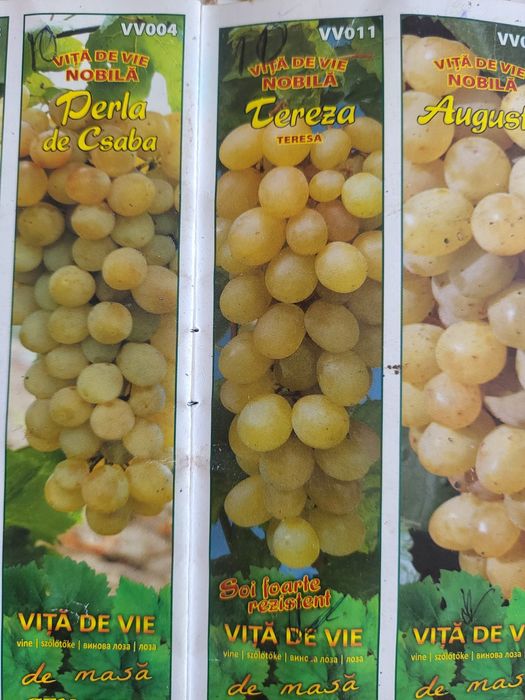 Vita de vie nobila [altoita soiuri albe de masa