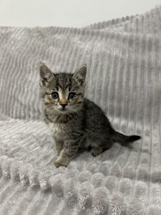 Отдаем котенка в добрые руки!