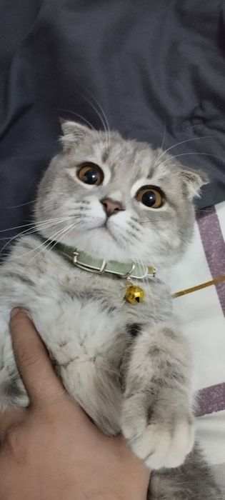 Продам кошку или котенок