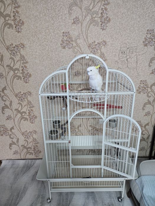 Говорящий попугай какаду – дружелюбный, игривый и весёлый!