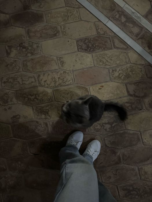 Пристраивается милый кот в надежные руки