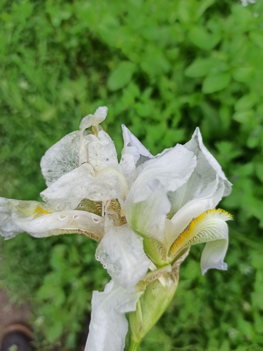 Vând rizomi de iris germanica, sau ofer la schimb pe alte culori