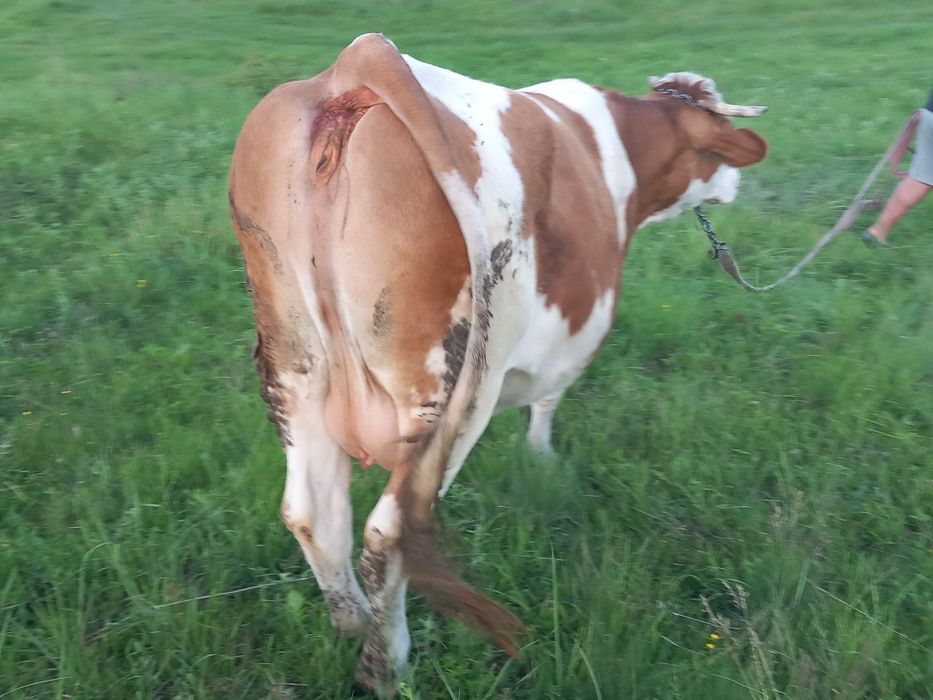 Vacă bălțată  5  ani