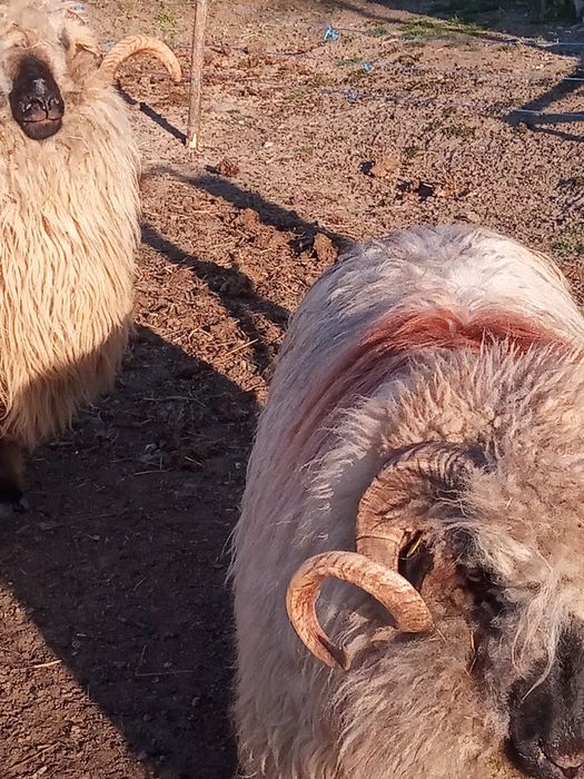 Vînd mior bucălău