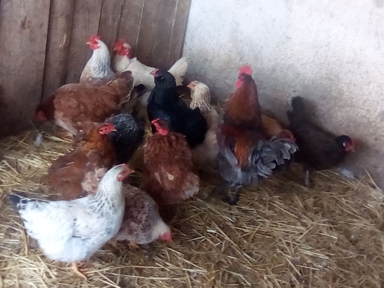 Vând ouă pentru incubator de la diferite păsări.