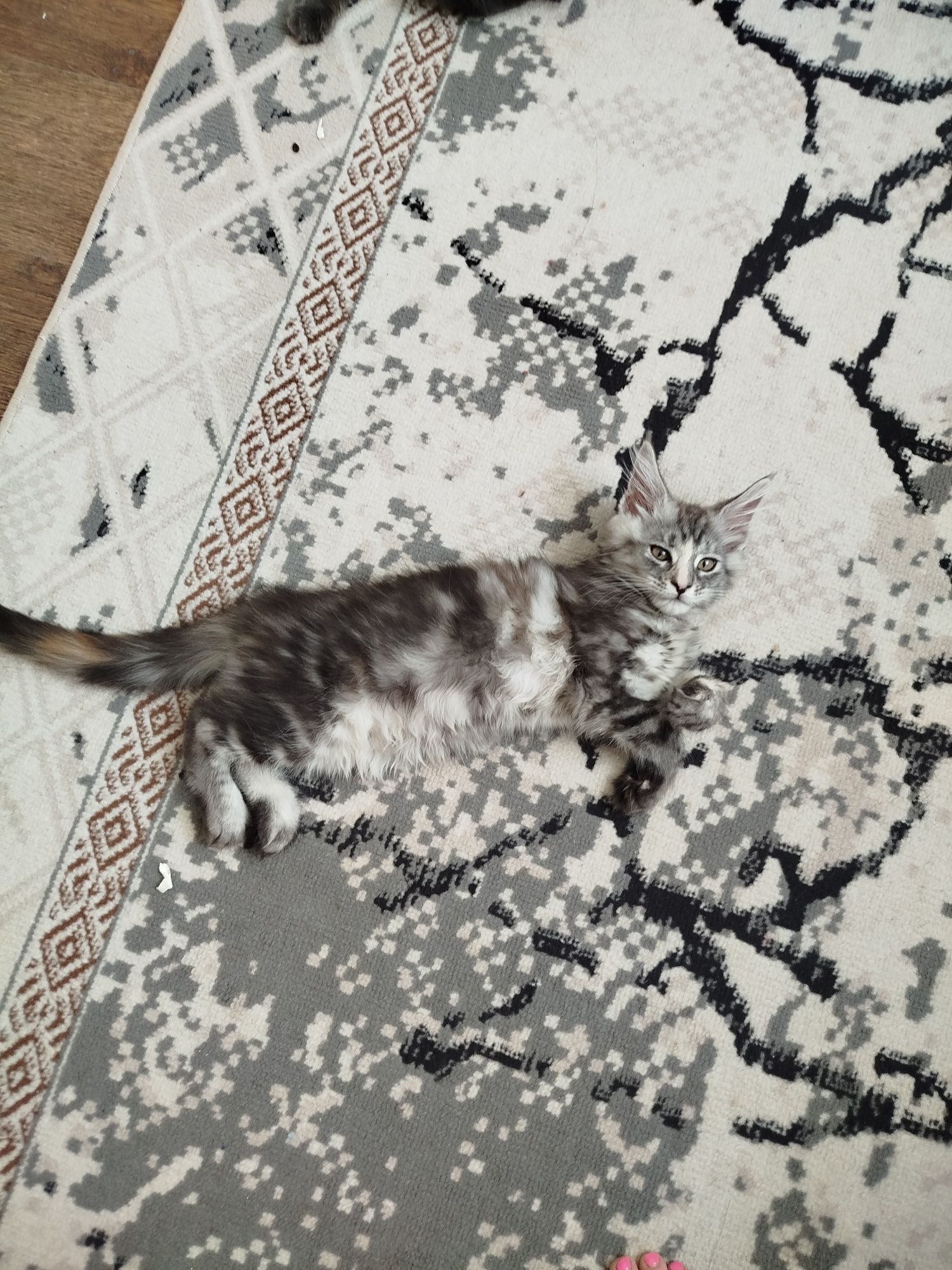 Кошечка Мейн кун