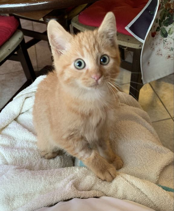 Рижо коте, мъжко