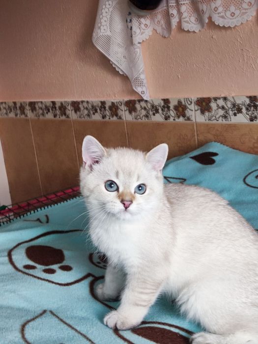 British shorthair Black golden ticked  point.