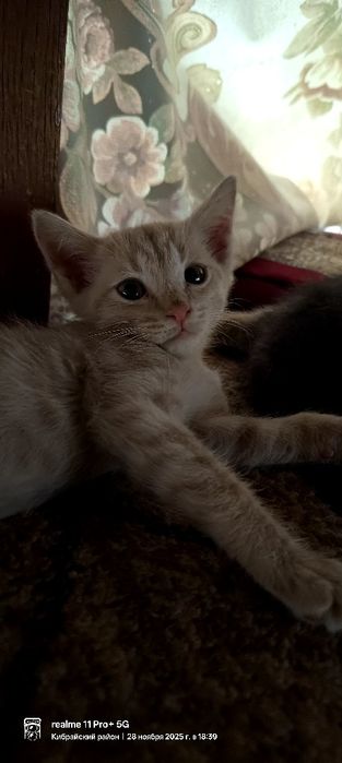 Мушук 2 ойлик огил бола