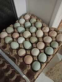 Продам яйцо инкубационный