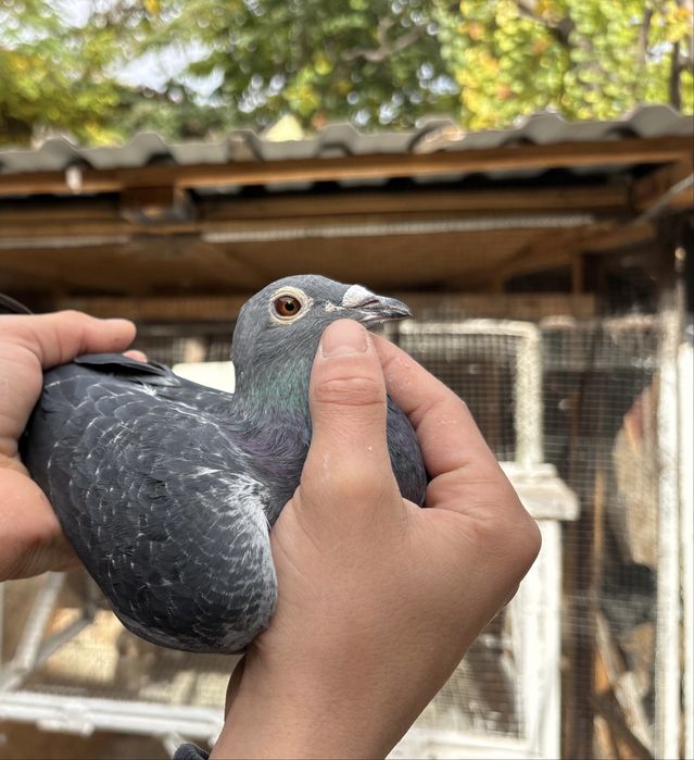 Porumbie voiajori