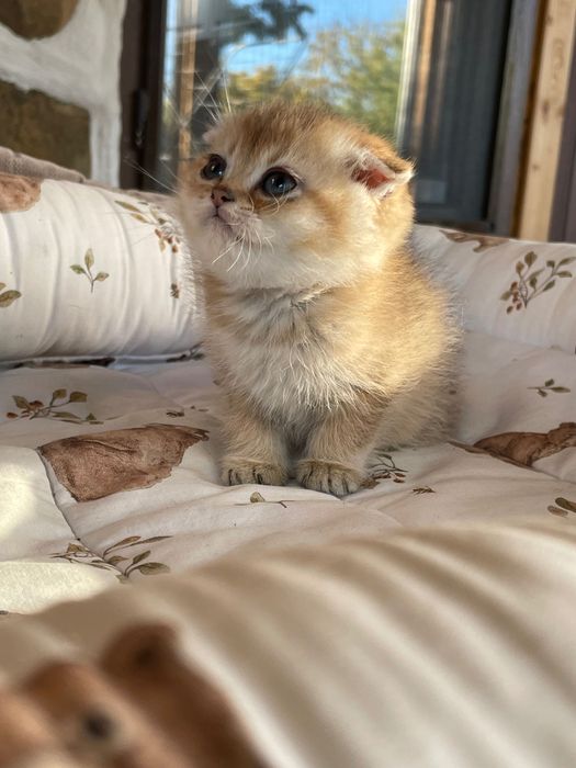 Шотландски и Британски котета златна чинчила