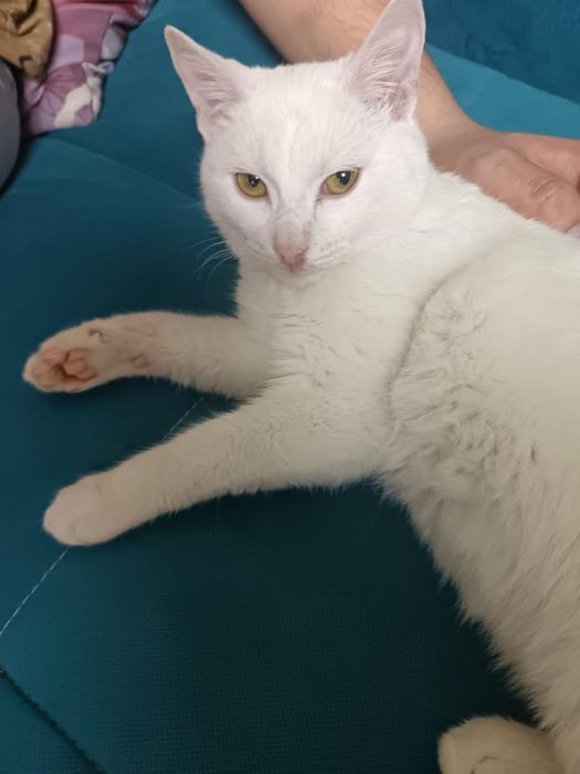 Котик ищет дом и любящих хозяев!