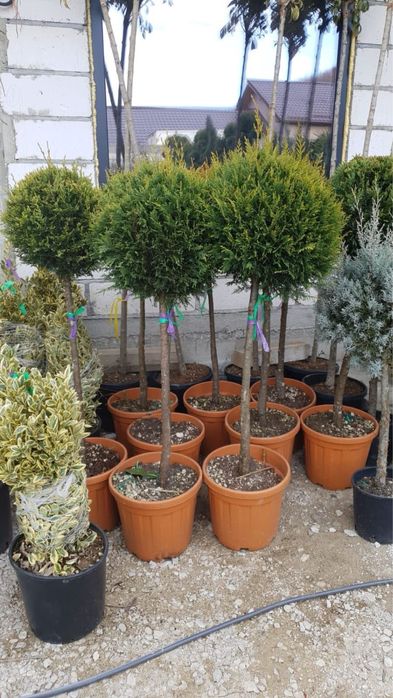 Plante Naturale – Verde autentic, frumusețe vie