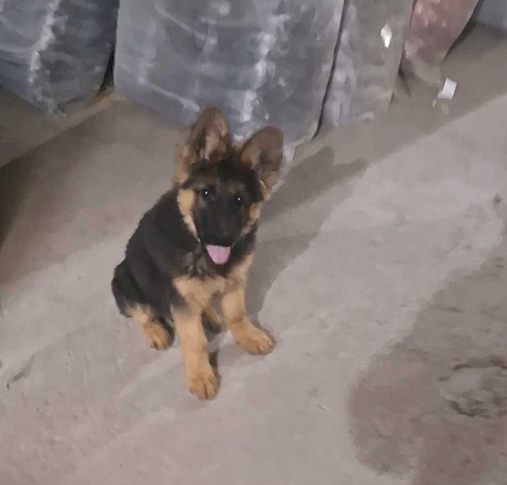 Nemis ofcharka jinsi erkak 4 oylik