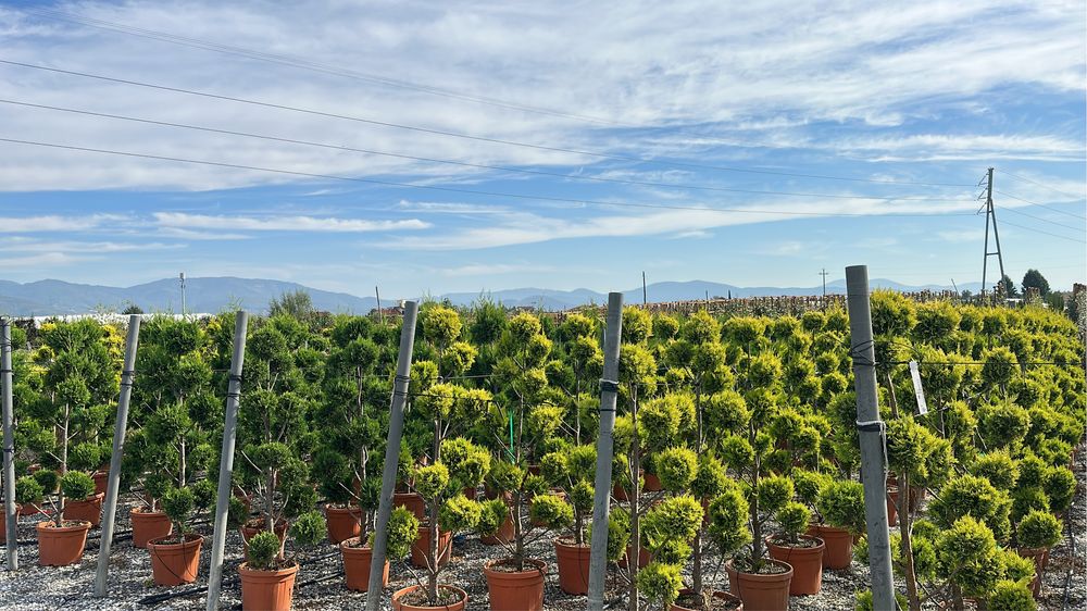 Plante ornametale pentru spati verzi