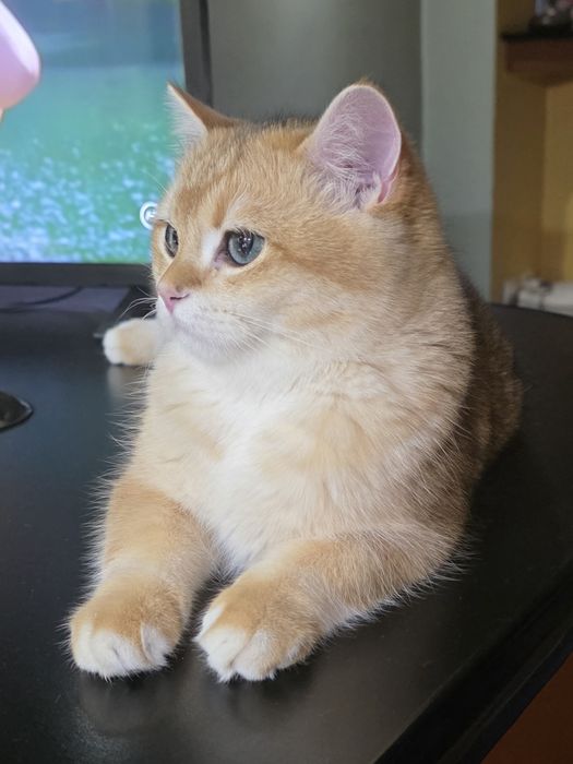 british golden shorthair cu pedigree