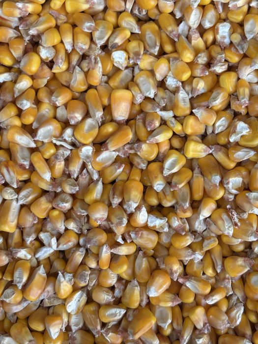 Porumb boabe productie 2025 de vânzare