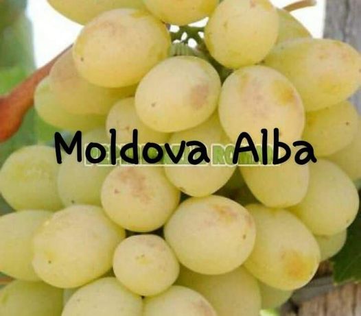 Butaşi viță de vie altoită anul 2 și 3 din soiul " Moldova Alba "