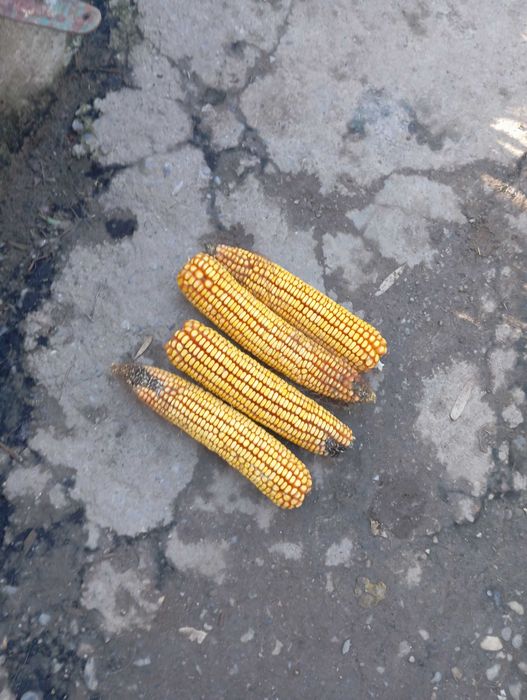 vand mălai stiulete 0,80. pretul 1 leu boabe