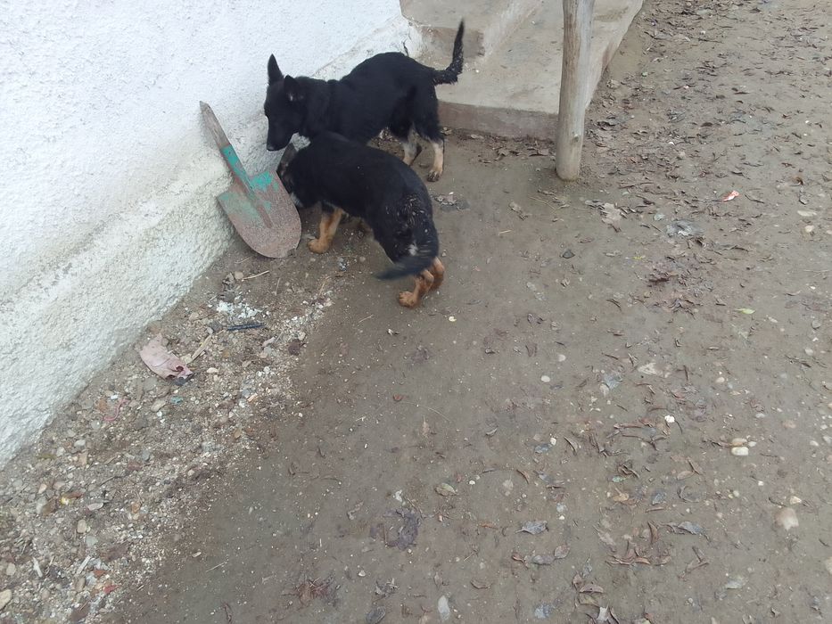 Catei  ciobanesc german cu 3 vacinuri facute si carnete