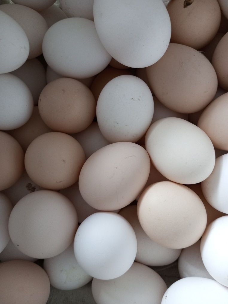 Яйцо домашнее.Продукт экологически чистый.