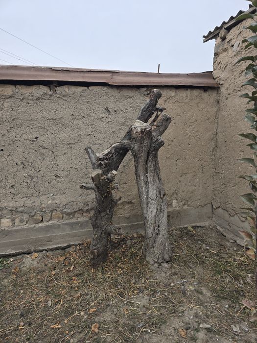 Утин курук  otin utin Дрова  сухой Чирчикда