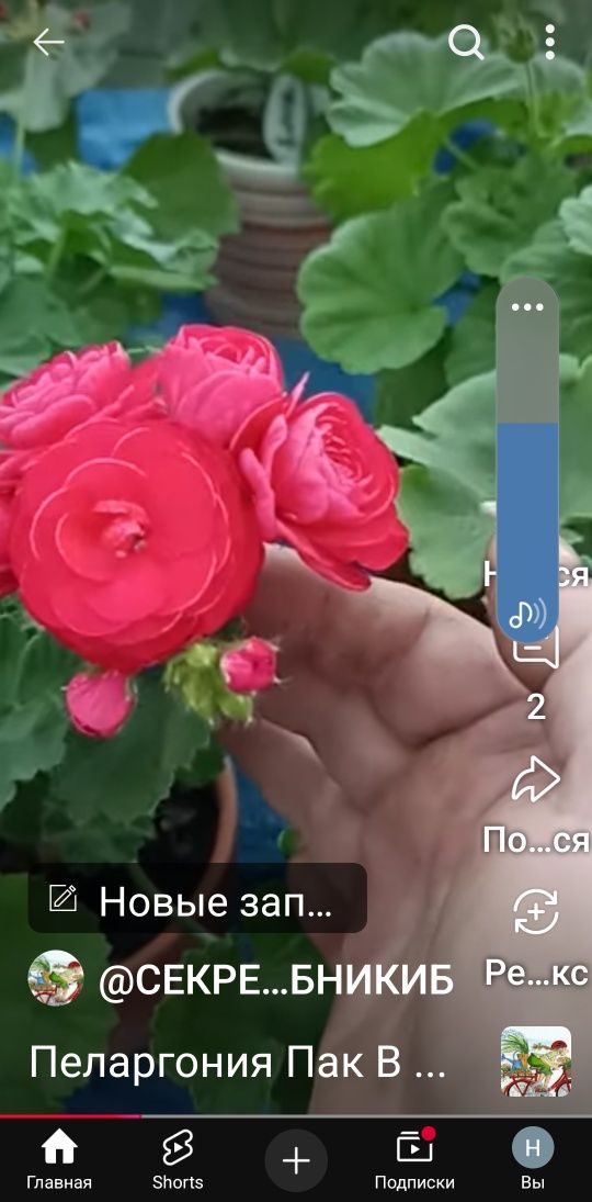 Продаётся сортовые герани по доступной цене