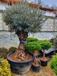 Olea europaea, maslin secular.