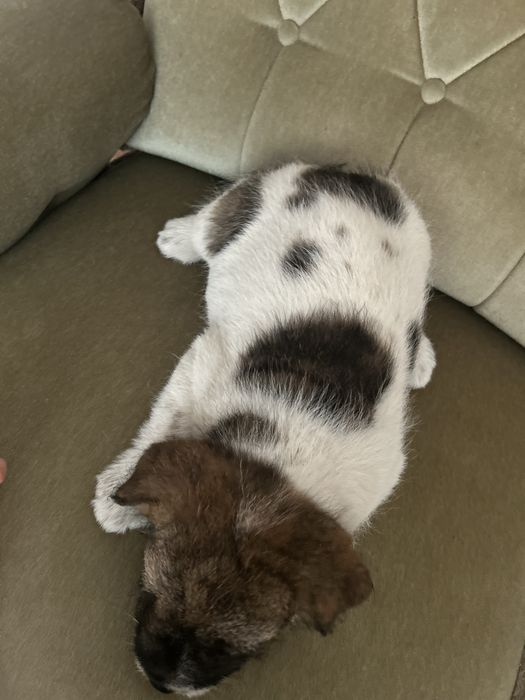Pui caine mix Shar Pei
