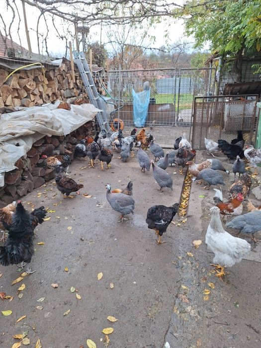 Vind cocosi wiadota  și bibilici  la 100 lei buc