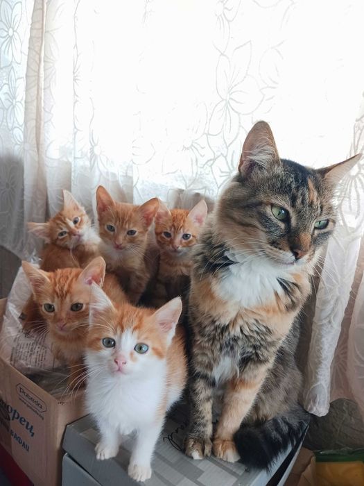 ПОДАРЯВАМ супер сладки котенца