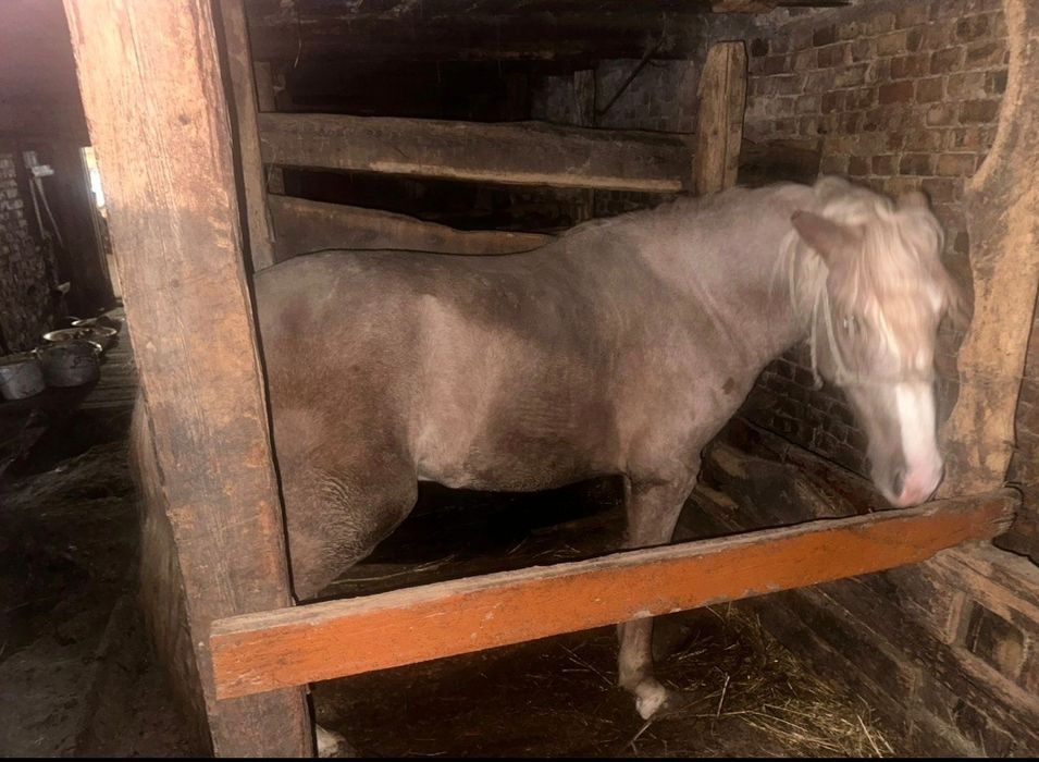 Продаётся донен.