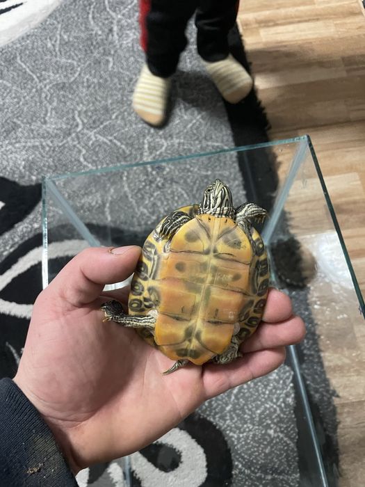 Vand broasca testoasa cea mare