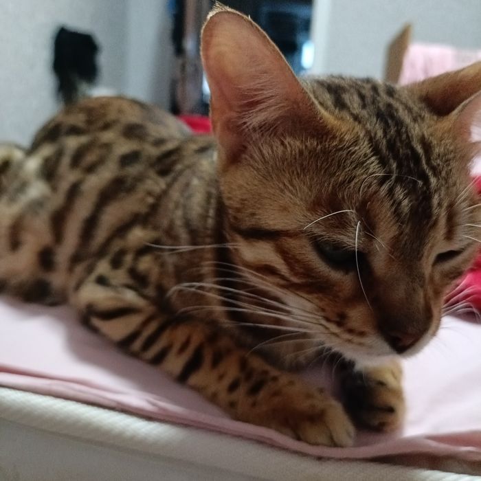 Отдам в добрые руки Бенгальскую кошку с котятами