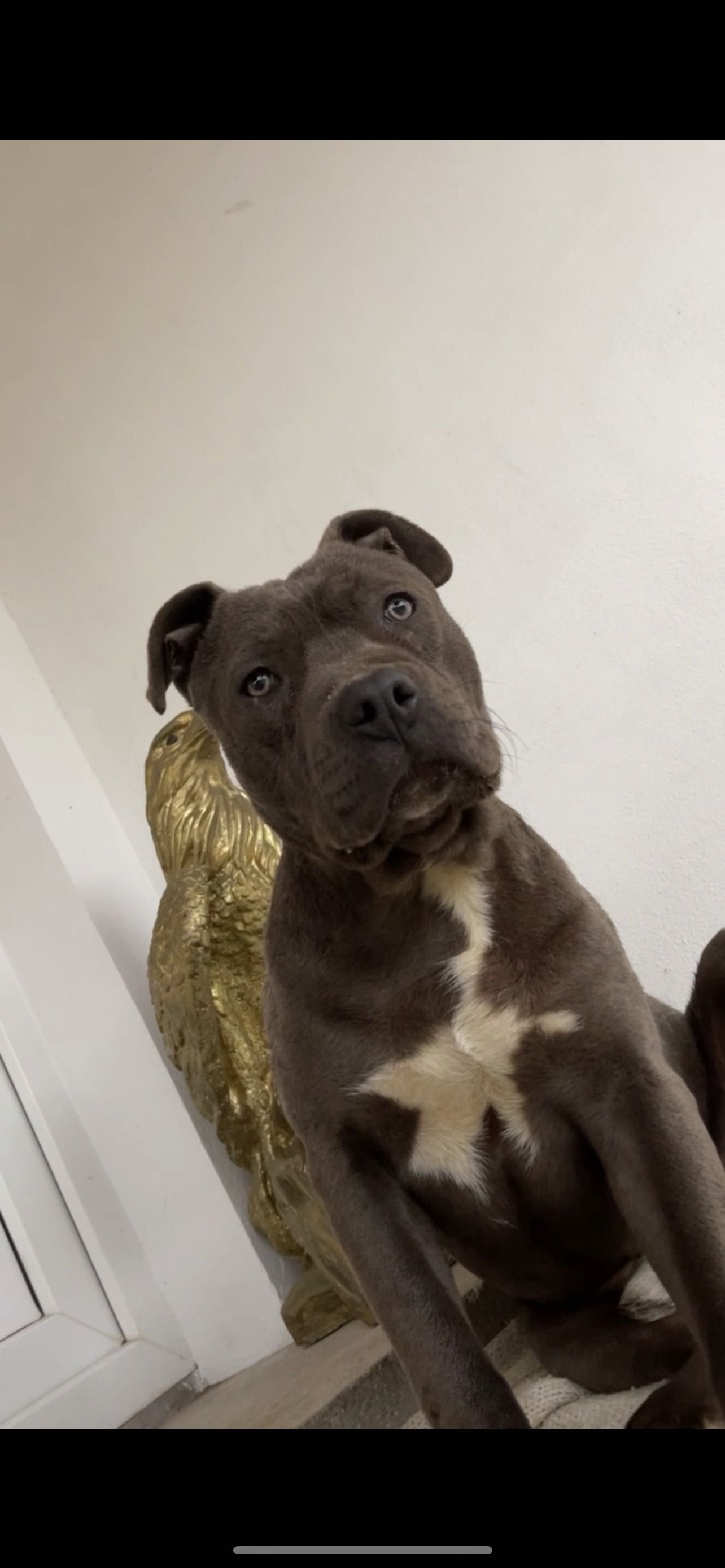 Adopție Amstaff Gri