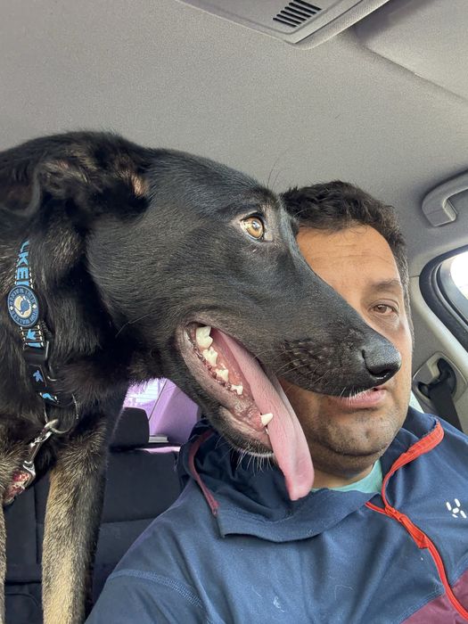 Ciobanesc belgian carbon