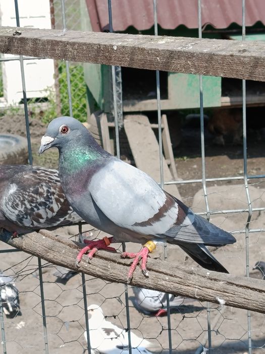 Porumbei voiajori