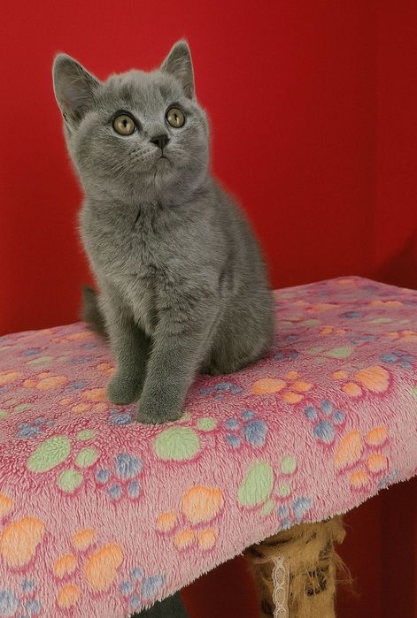 British shorthair blue