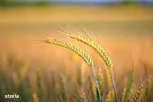 Vand teren agricol 70 ha Silistea Braila