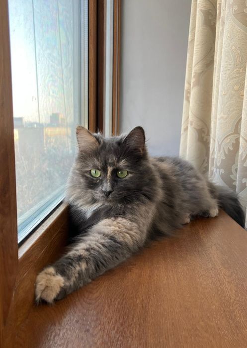 Отдам В добрые руки