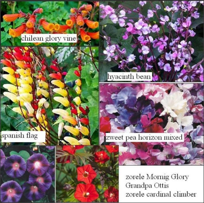 50 Seminte de Begonia semperflorens mixt/ 6 varietati flori urcatoare