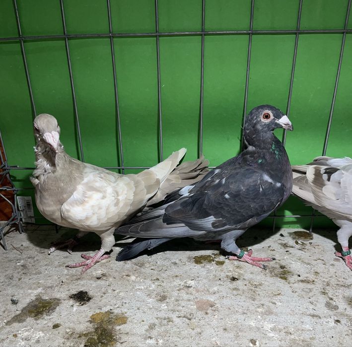 Porumbei voiajori de ornament 2025