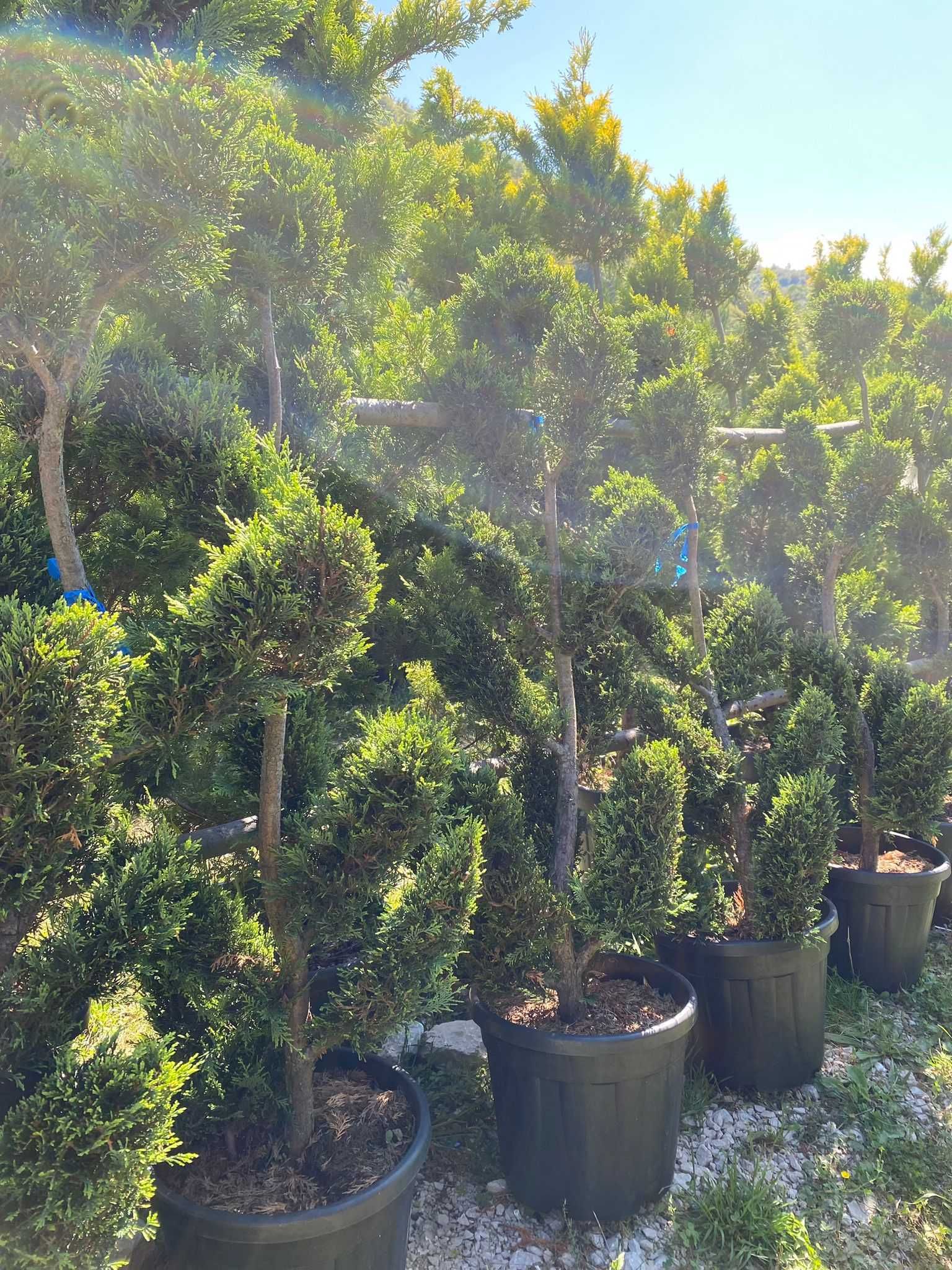 Dă viață grădinii tale cu plante ornamentale deosebite!