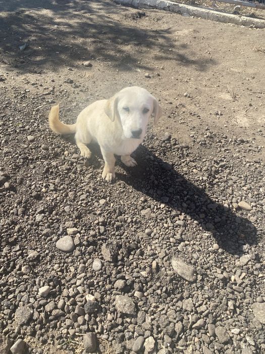 Spre adoptie catei