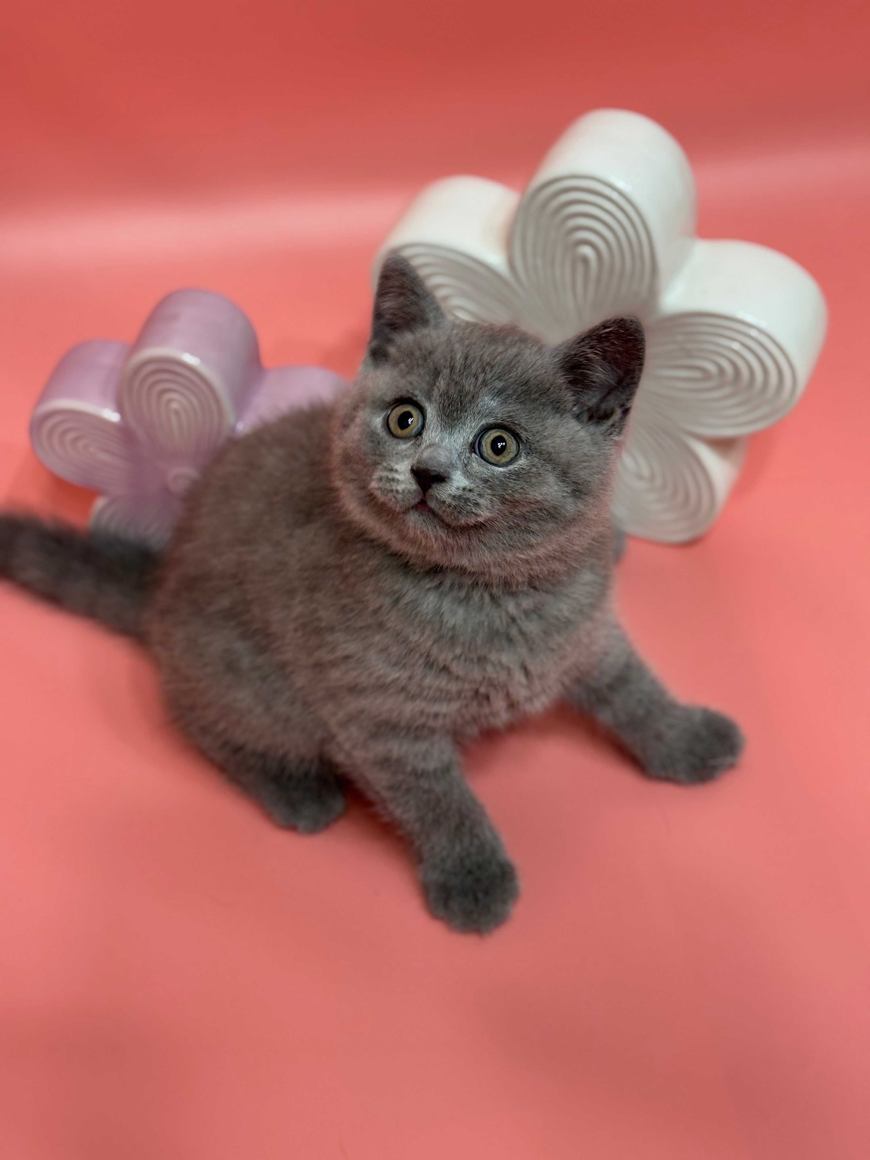 Британски котенца