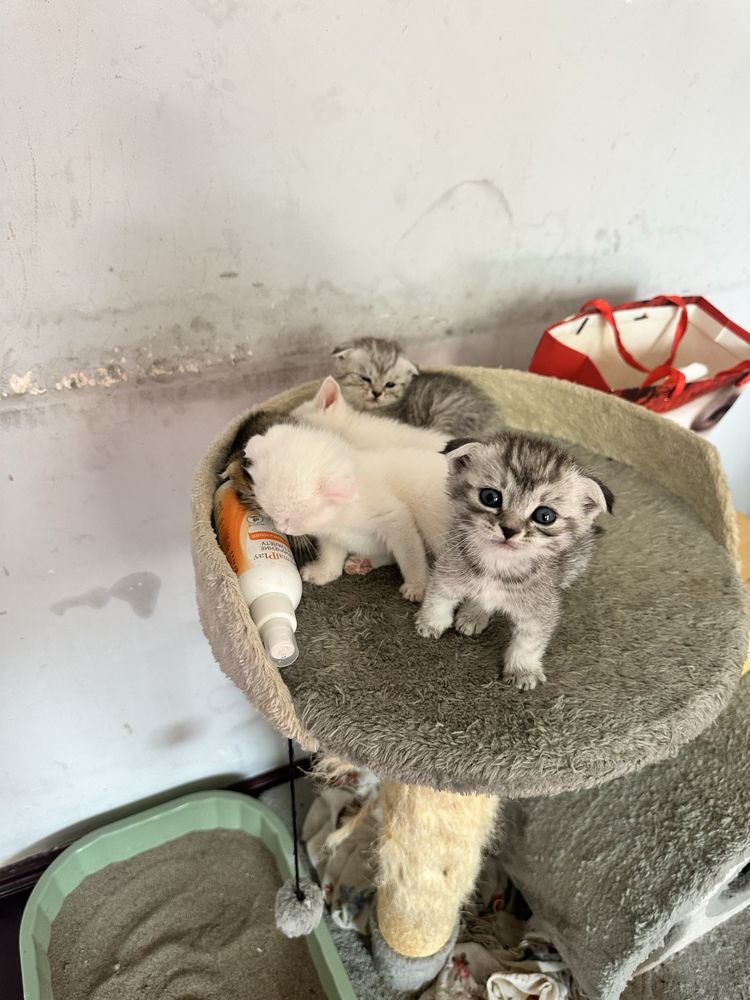 Scottish fold 1,5 oylik