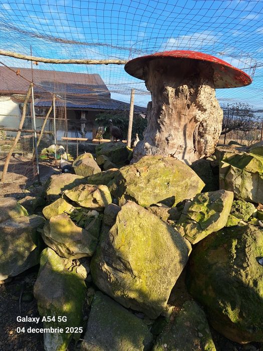 Vand pauni tineret 2024 detalii la telefon